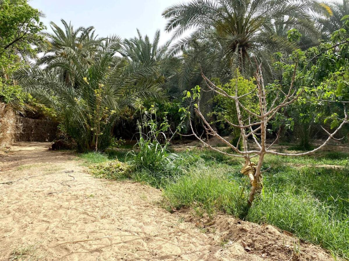 Forest Camp Siwa - كامب الغابة Siwa Oasis Eksteriør bilde