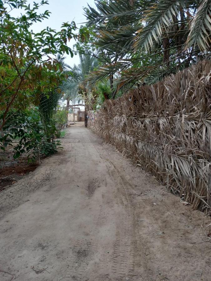 Forest Camp Siwa - كامب الغابة Siwa Oasis Eksteriør bilde