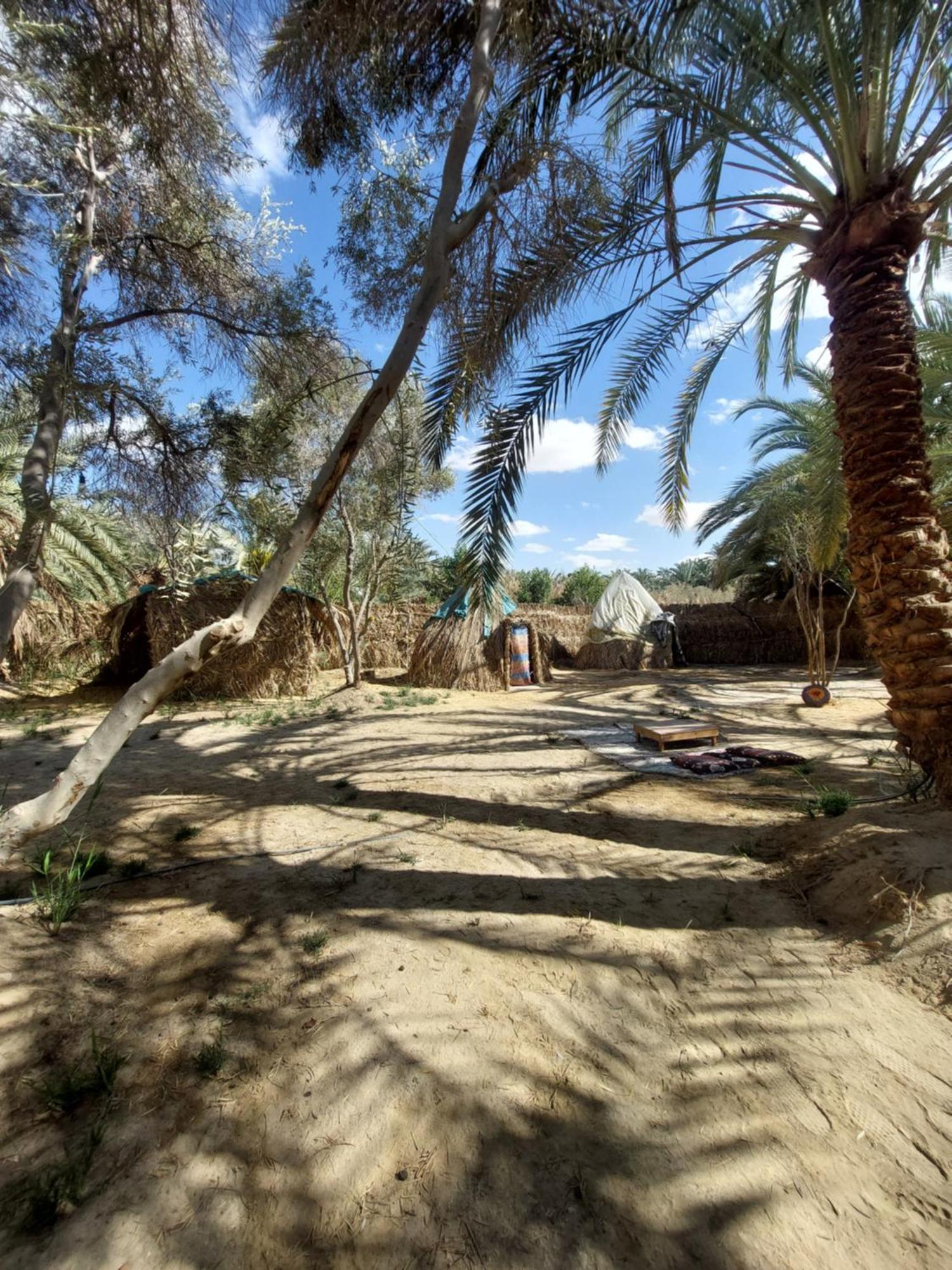 Forest Camp Siwa - كامب الغابة Siwa Oasis Eksteriør bilde