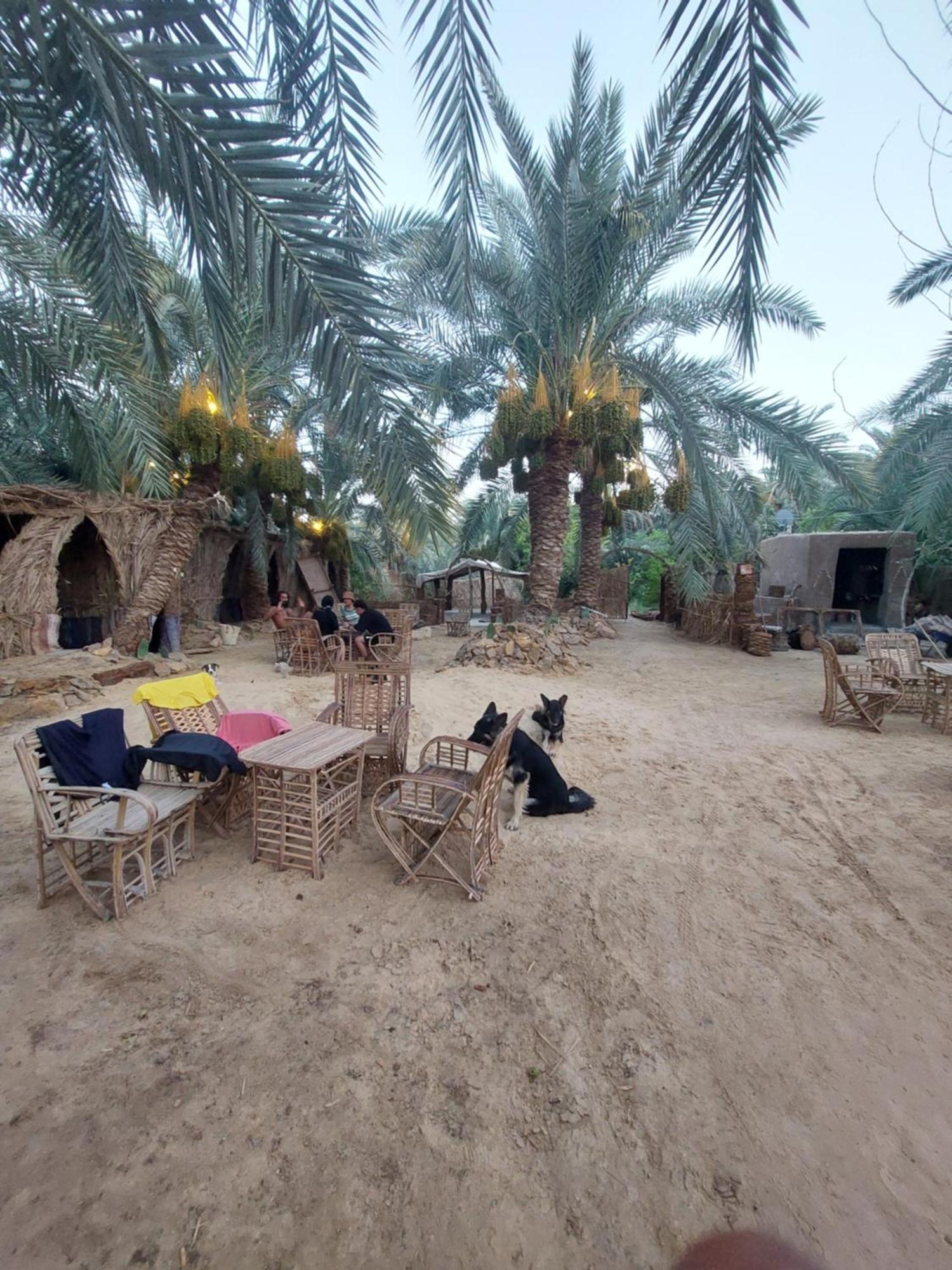 Forest Camp Siwa - كامب الغابة Siwa Oasis Eksteriør bilde